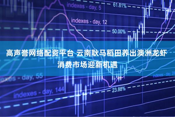 高声誉网络配资平台 云南耿马稻田养出澳洲龙虾 消费市场迎新机遇