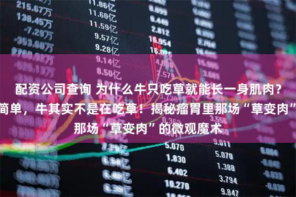 配资公司查询 为什么牛只吃草就能长一身肌肉?答案其实很简单,牛其实不是在吃草!揭秘瘤胃里那场“草变肉”的微观魔术